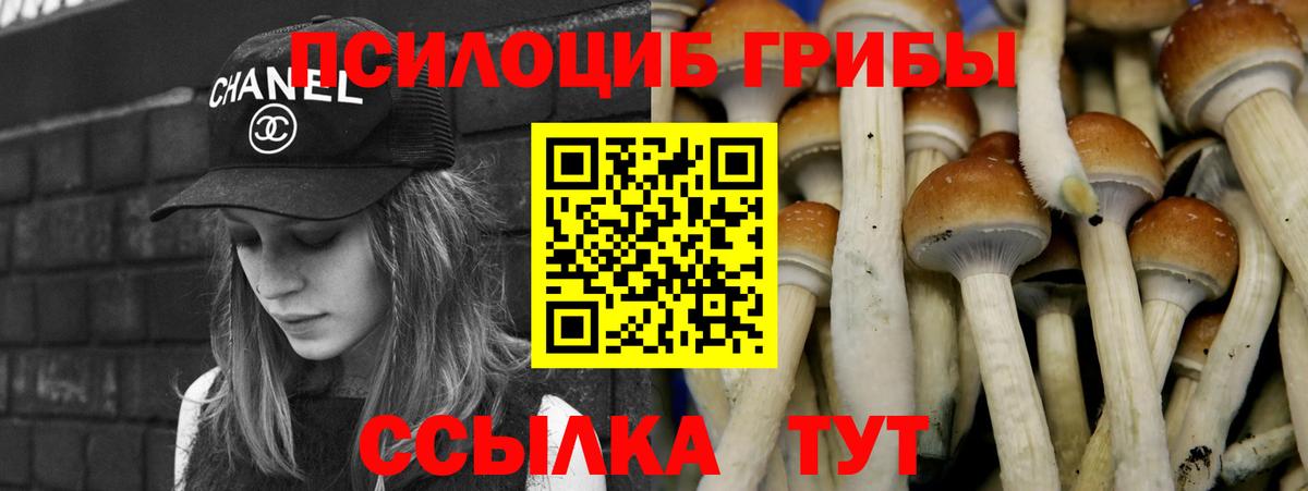 Галлюциногенные грибы Psilocybe  Вход с VPN  Шадринск 